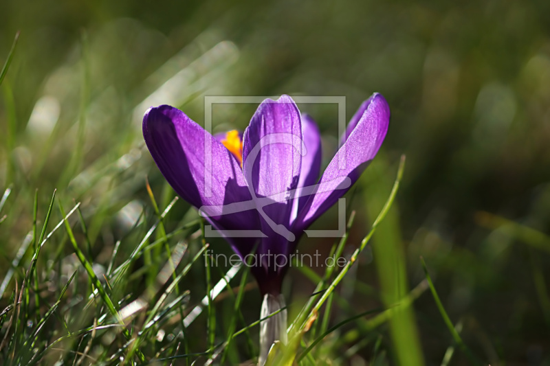 frei wählbarer Bildausschnitt für Ihr Bild auf Untersetzer