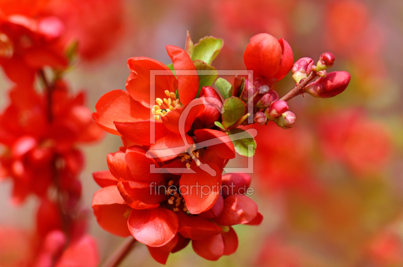 frei wählbarer Bildausschnitt für Ihr Bild auf Untersetzer