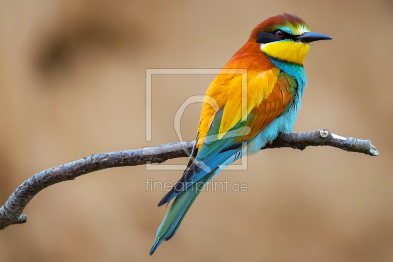 frei w&auml;hlbarer Bildausschnitt f&uuml;r Ihr Bild auf Untersetzer