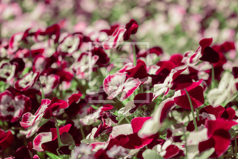 frei wählbarer Bildausschnitt für Ihr Bild auf Untersetzer