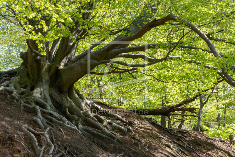 frei w&auml;hlbarer Bildausschnitt f&uuml;r Ihr Bild auf Untersetzer