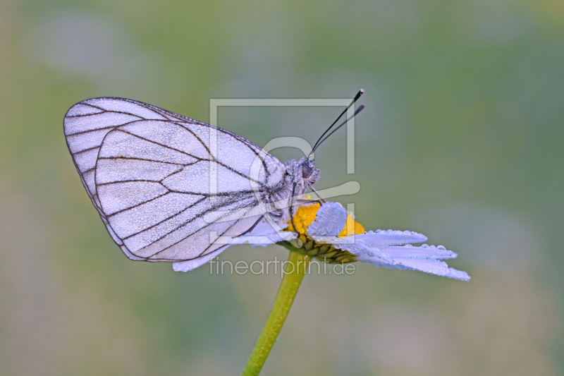 frei wählbarer Bildausschnitt für Ihr Bild auf Untersetzer