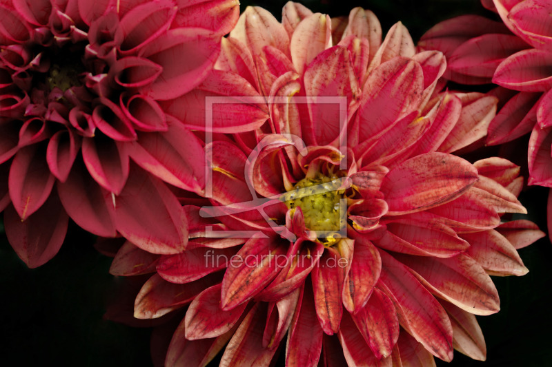 frei wählbarer Bildausschnitt für Ihr Bild auf Untersetzer