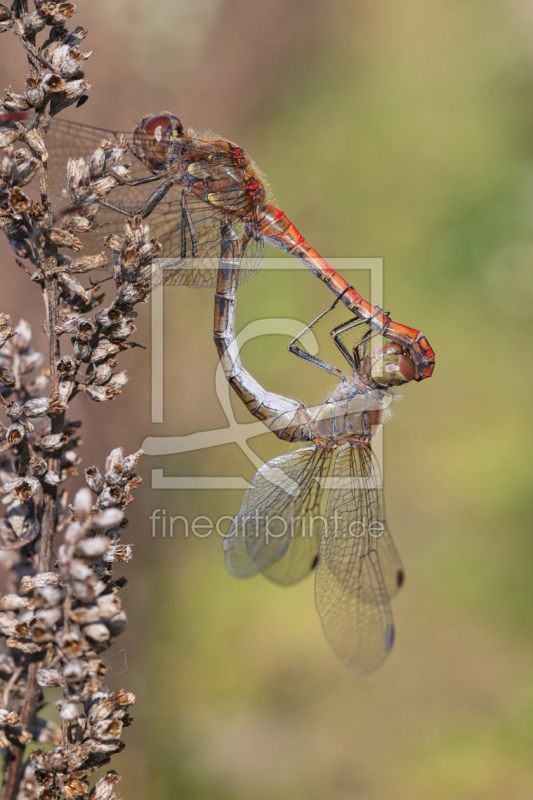 frei wählbarer Bildausschnitt für Ihr Bild auf Untersetzer