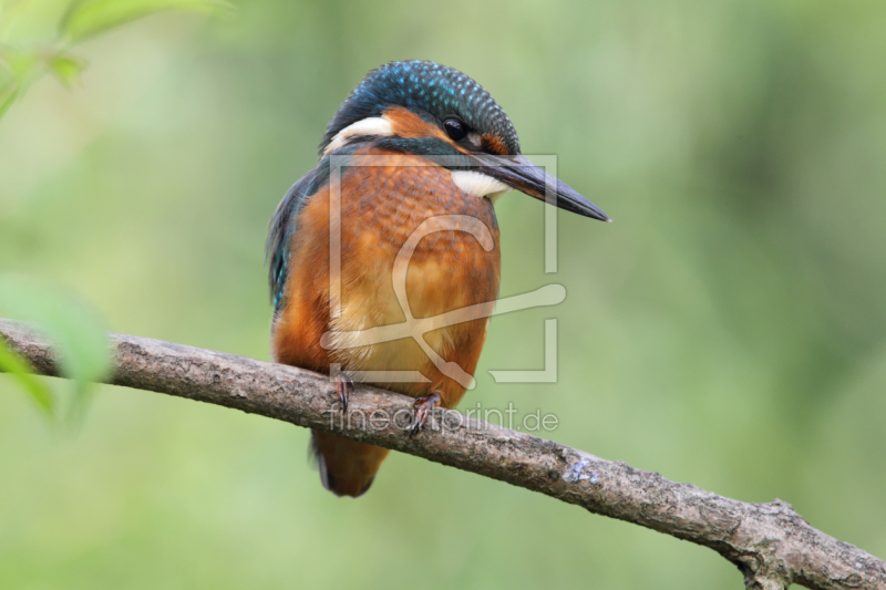 frei w&auml;hlbarer Bildausschnitt f&uuml;r Ihr Bild auf Untersetzer