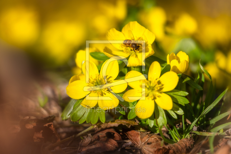 frei w&auml;hlbarer Bildausschnitt f&uuml;r Ihr Bild auf Untersetzer