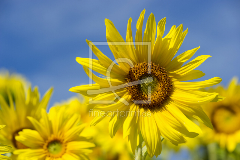 frei w&auml;hlbarer Bildausschnitt f&uuml;r Ihr Bild auf Untersetzer