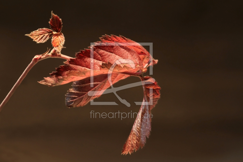 frei w&auml;hlbarer Bildausschnitt f&uuml;r Ihr Bild auf Untersetzer