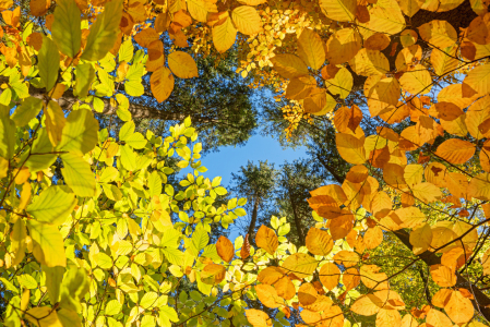 Bild-Nr: 12759268 Herbstliche Baumkronen Erstellt von: SusaZoom