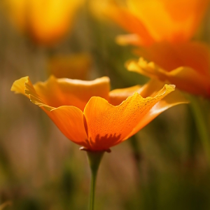 Bild-Nr: 12873753 Gold Erstellt von: youhaveadream