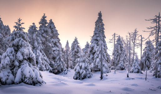 Bild-Nr: 12874288 Pure Natur Harz  Erstellt von: Steffen Henze