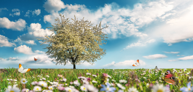 Bild-Nr: 12883819 Wiese mit Baum und Frühlingsblumen Erstellt von: Smileus
