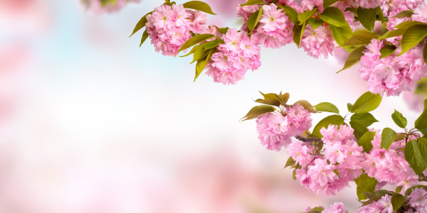 Bild-Nr: 12887206 Kirschblüten auf Zweigen auf hellem Hintergrund Erstellt von: Smileus