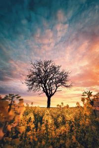 Bild-Nr: 12895736 Einsamer Baum auf einem blühenden Rapsfeld Erstellt von: Smileus