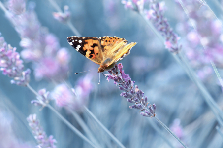 Bild-Nr: 12918551 Distelfalter Erstellt von: Atteloi