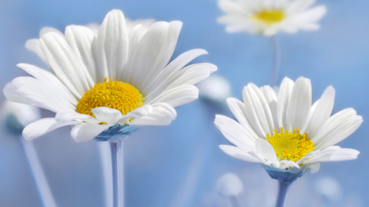 Bild-Nr: 12935419 Margeriten Erstellt von: Atteloi