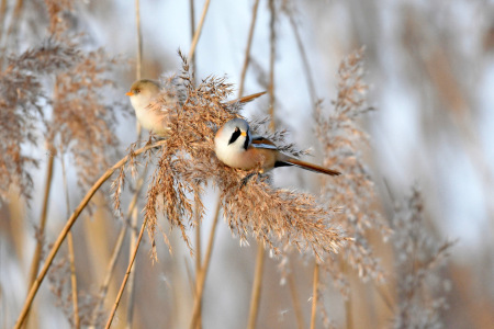 Bild-Nr: 12936094 Bartmeisenpaar Erstellt von: GUGIGEI