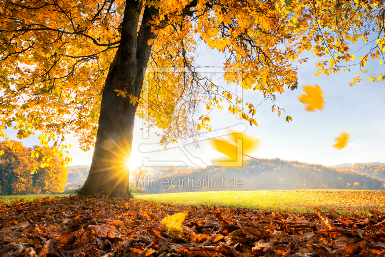 Goldener Herbst as a wallpaper print 11931703 | Fine